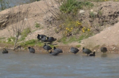 Fulica leucoptera