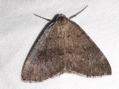 Pachycnemia tibiaria