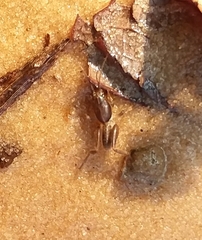 Neoscapteriscus borellii