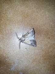 Agrotis lata