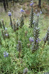Lupinus aschenbornii