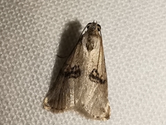 Zebeeba falsalis
