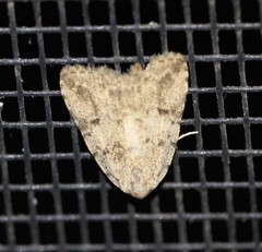 Tolpia conscitulana