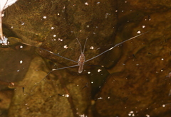 Limnometra femorata