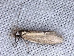 Oecophora