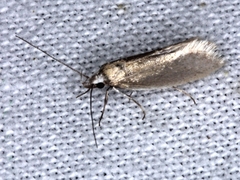 Oecophora