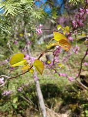 Cercis occidentalis