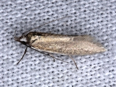 Oecophora