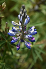 Lupinus aschenbornii