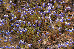 Collinsia torreyi wrightii