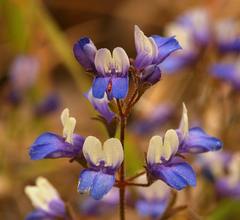 Collinsia torreyi wrightii