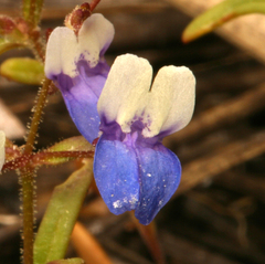 Collinsia torreyi wrightii