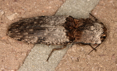 Cryptalaus prosectus