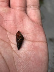 Koreoleptoxis
