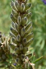 Lupinus aschenbornii