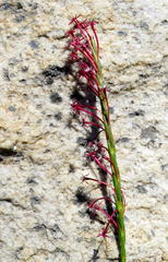Struthiola macowanii