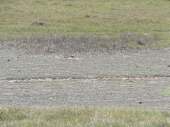 Gnaphalium declinatum