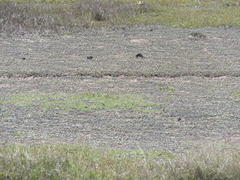 Gnaphalium declinatum