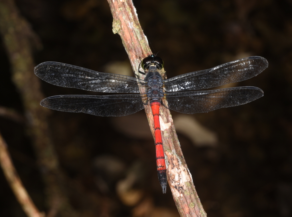 Agrionoptera similis