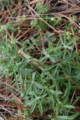 Lupinus aschenbornii