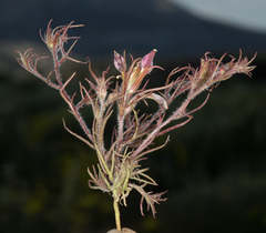 Cordylanthus kingii helleri