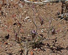 Cordylanthus kingii helleri