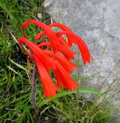 Cyrtanthus angustifolius