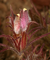 Cordylanthus kingii helleri