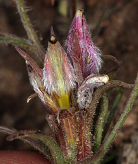 Cordylanthus kingii helleri