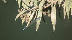 Pseudagrion salisburyense