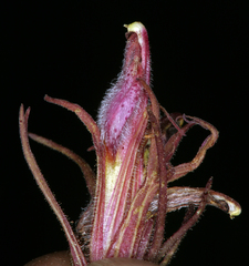 Cordylanthus kingii helleri