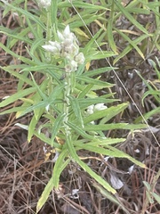 Pseudognaphalium helleri