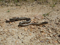 Masticophis lateralis euryxanthus
