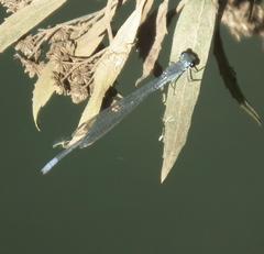 Pseudagrion salisburyense