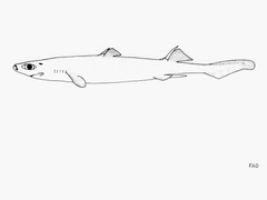 Granular Dogfish photo 2