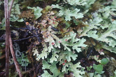 Pseudocyphellaria homoeophylla