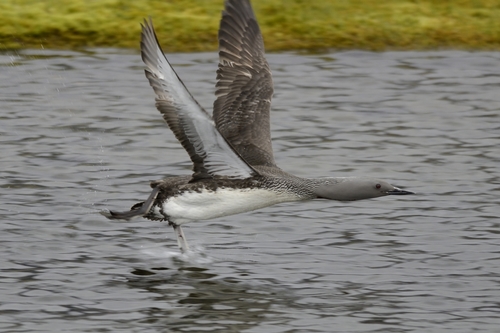 Red-throated Loon