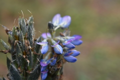 Lupinus aschenbornii
