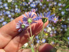 Felicia bergeriana