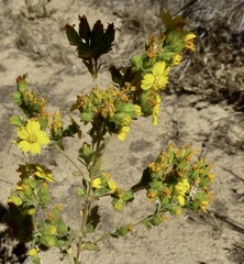 Deinandra mohavensis