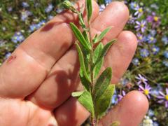 Felicia bergeriana