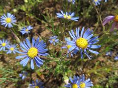 Felicia bergeriana