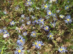Felicia bergeriana