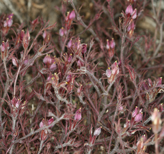 Cordylanthus kingii helleri