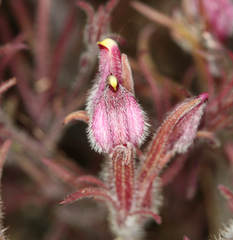 Cordylanthus kingii helleri