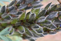 Lupinus aschenbornii