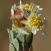 Pan Cudweed - Photo (c) Nicola van Berkel, some rights reserved (CC BY-SA), uploaded by Nicola van Berkel