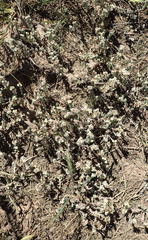 Gnaphalium declinatum