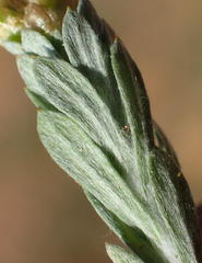 Gnaphalium declinatum