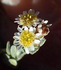 Gnaphalium declinatum